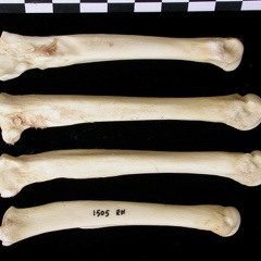 Métatarsiens (9778 visites) Canis lupus - Adulte - Éléments droitsCollection : Centre d'Investigation Portugais d'Archéologie... Métatarsiens