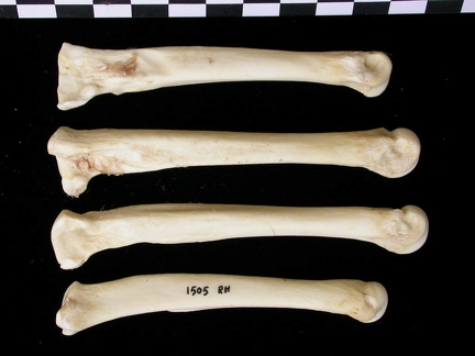 Métatarsiens (9784 visites) Canis lupus - Adulte - Éléments droitsCollection : Centre d'Investigation Portugais d'Archéologie... Métatarsiens