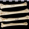 Métatarsiens (9491 visites) Canis lupus - Adulte - Éléments droitsCollection : Centre d'Investigation Portugais d'Archéologie... Métatarsiens