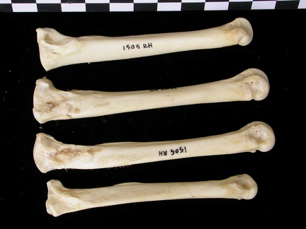Métatarsiens (9341 visites) Canis lupus - Adulte - Éléments droitsCollection : Centre d'Investigation Portugais d'Archéologie... Métatarsiens