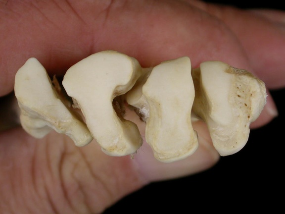 Métatarsiens : partie proximale (8964 visites) Canis lupus - Adulte - Éléments droitsCollection : Centre d'Investigation Portugais d'Archéologie... Métatarsiens : partie proximale