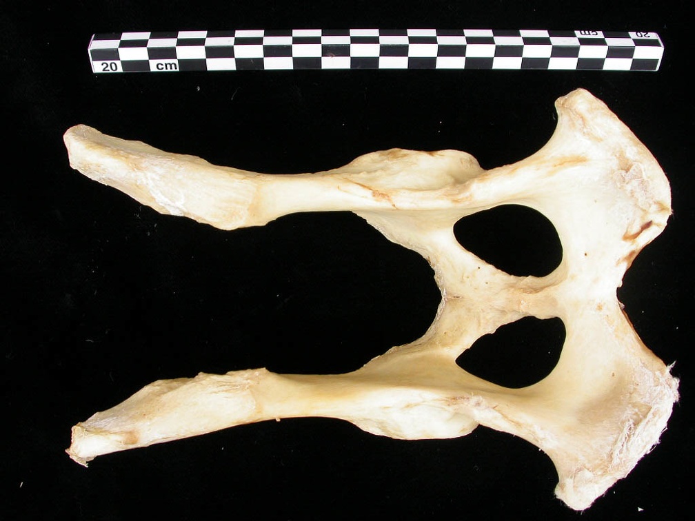 Pelvis (8728 visites) Canis lupus - AdulteCollection : Centre d'Investigation Portugais d'Archéologie, Lisbonne (Id:CIPA1... Pelvis