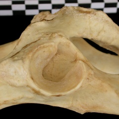 Coxal : acétabulum (11138 visites) Canis lupus - AdulteCollection : Centre d'Investigation Portugais d'Archéologie, Lisbonne (Id:CIPA1... Coxal : acétabulum