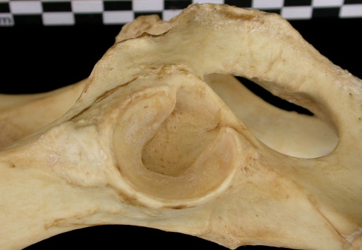 Coxal: acetabulum