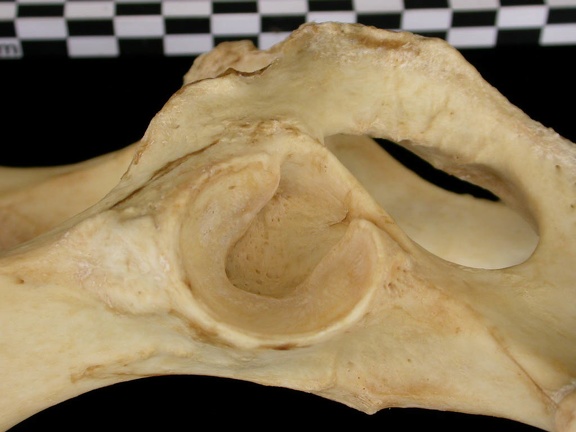 Coxal : acétabulum (11284 visites) Canis lupus - AdulteCollection : Centre d'Investigation Portugais d'Archéologie, Lisbonne (Id:CIPA1... Coxal : acétabulum
