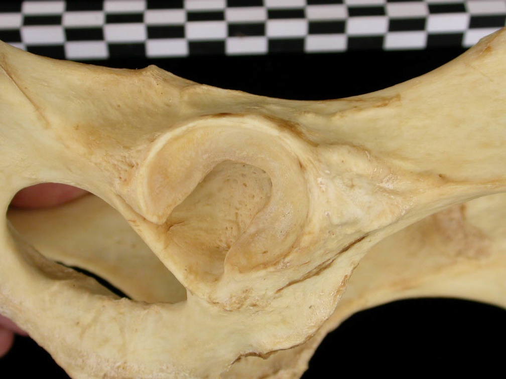 Coxal : acétabulum (11370 visites) Canis lupus - AdulteCollection : Centre d'Investigation Portugais d'Archéologie, Lisbonne (Id:CIPA1... Coxal : acétabulum