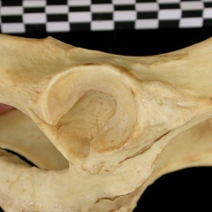 Coxal : acétabulum (11368 visites) Canis lupus - AdulteCollection : Centre d'Investigation Portugais d'Archéologie, Lisbonne (Id:CIPA1... Coxal : acétabulum