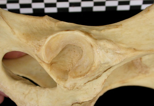 Coxal: acetabulum