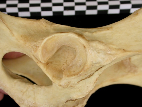 Coxal : acétabulum (11518 visites) Canis lupus - AdulteCollection : Centre d'Investigation Portugais d'Archéologie, Lisbonne (Id:CIPA1... Coxal : acétabulum