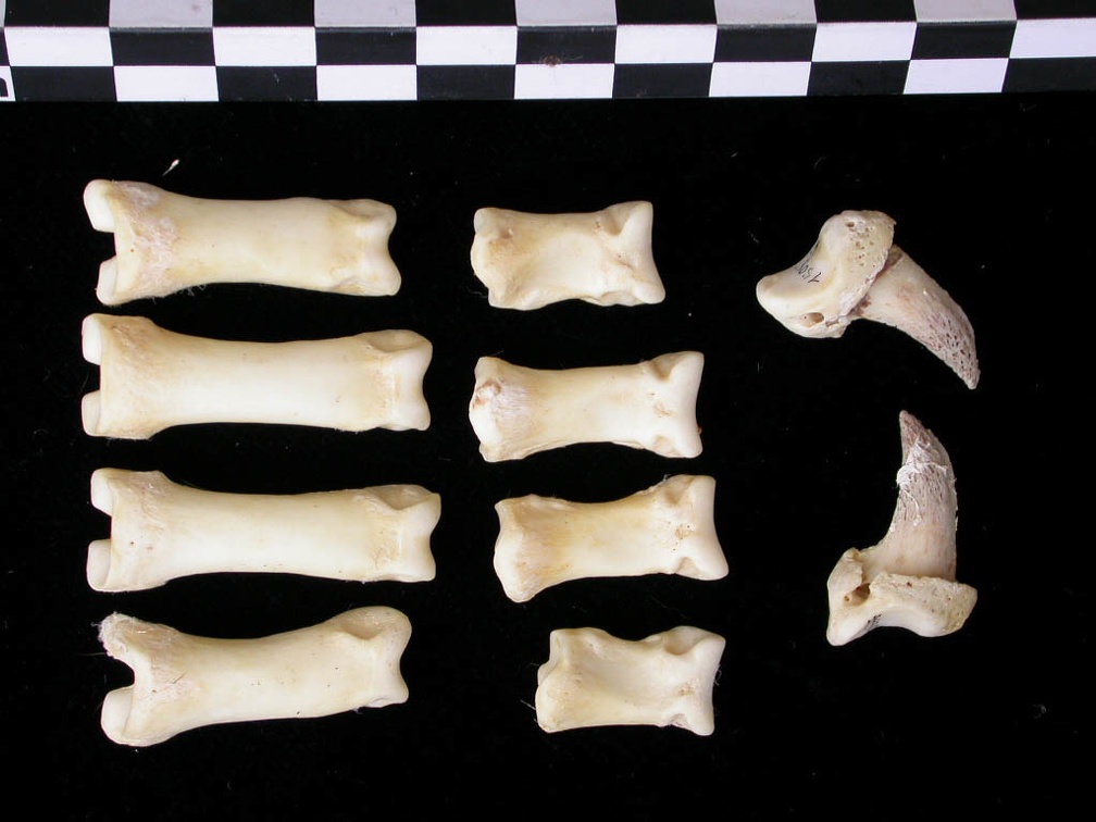 Phalanges (7345 visites) Canis lupus - Adulte - Éléments droitsCollection : Centre d'Investigation Portugais d'Archéologie... Phalanges