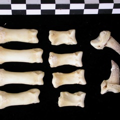 Phalanges (7385 visites) Canis lupus - Adulte - Éléments droitsCollection : Centre d'Investigation Portugais d'Archéologie... Phalanges