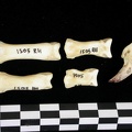 Phalanges (7148 visites) Canis lupus - Adulte - Éléments droitsCollection : Centre d'Investigation Portugais d'Archéologie... Phalanges