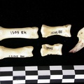 Phalanges (6918 visites) Canis lupus - Adulte - Éléments droitsCollection : Centre d'Investigation Portugais d'Archéologie... Phalanges