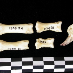 Phalanges (6891 visites) Canis lupus - Adulte - Éléments droitsCollection : Centre d'Investigation Portugais d'Archéologie... Phalanges