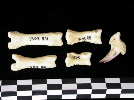 Phalanges (6842 visites) Canis lupus - Adulte - Éléments droitsCollection : Centre d'Investigation Portugais d'Archéologie... Phalanges