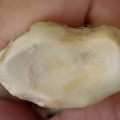 Cl2-Ra dist.jpg