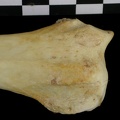 Radius : partie distale (6874 visites) Canis lupus - Adulte - Élément droitCollection : Centre d'Investigation Portugais d'Archéologie, ... Radius : partie distale