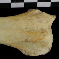 Radius : partie distale (6591 visites) Canis lupus - Adulte - Élément droitCollection : Centre d'Investigation Portugais d'Archéologie, ... Radius : partie distale