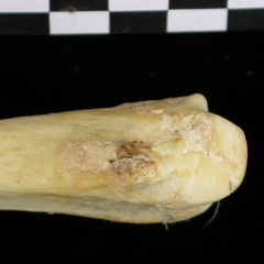 Radius : partie distale (6865 visites) Canis lupus - Adulte - Élément droitCollection : Centre d'Investigation Portugais d'Archéologie, ... Radius : partie distale