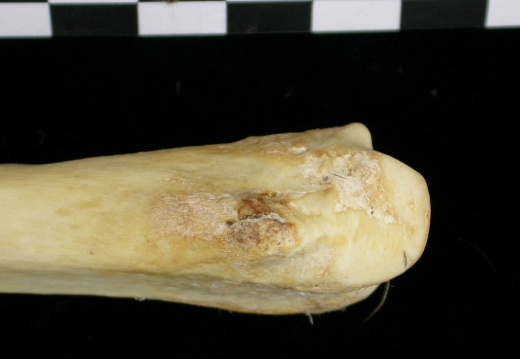 Radius : partie distale (6835 visites) Canis lupus - Adulte - Élément droitCollection : Centre d'Investigation Portugais d'Archéologie, ... Radius : partie distale