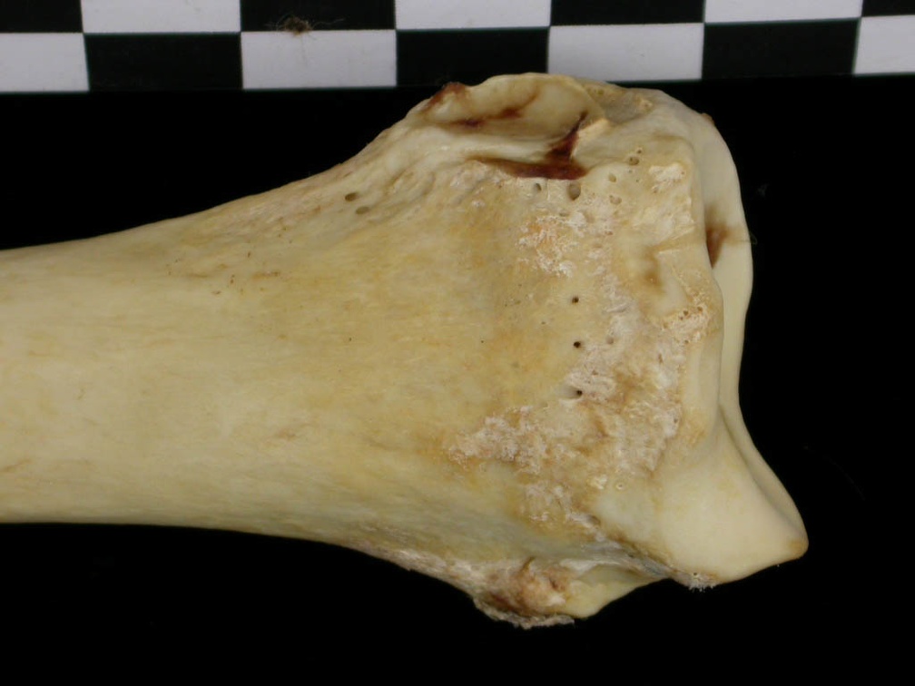 Radius : partie distale (6707 visites) Canis lupus - Adulte - Élément droitCollection : Centre d'Investigation Portugais d'Archéologie, ... Radius : partie distale