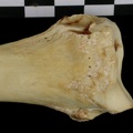 Radius : partie distale (7028 visites) Canis lupus - Adulte - Élément droitCollection : Centre d'Investigation Portugais d'Archéologie, ... Radius : partie distale