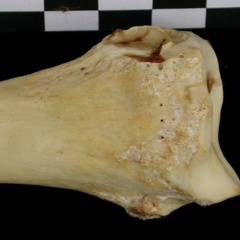 Radius : partie distale (6735 visites) Canis lupus - Adulte - Élément droitCollection : Centre d'Investigation Portugais d'Archéologie, ... Radius : partie distale