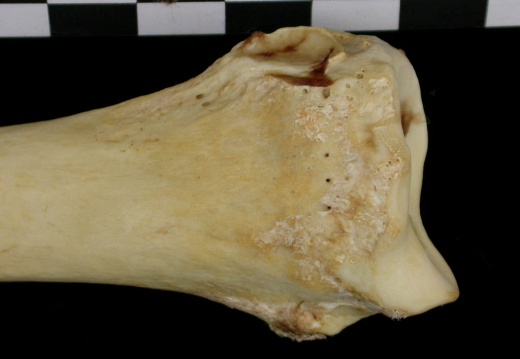 Radius : partie distale (6702 visites) Canis lupus - Adulte - Élément droitCollection : Centre d'Investigation Portugais d'Archéologie, ... Radius : partie distale