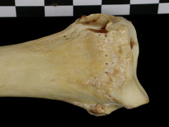 Radius : partie distale (6826 visites) Canis lupus - Adulte - Élément droitCollection : Centre d'Investigation Portugais d'Archéologie, ... Radius : partie distale