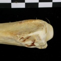 Radius : partie distale (7308 visites) Canis lupus - Adulte - Élément droitCollection : Centre d'Investigation Portugais d'Archéologie, ... Radius : partie distale