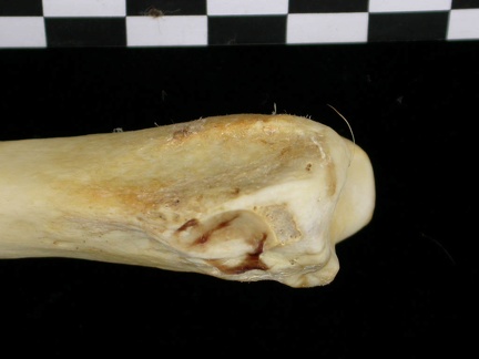 Radius : partie distale (6980 visites) Canis lupus - Adulte - Élément droitCollection : Centre d'Investigation Portugais d'Archéologie, ... Radius : partie distale