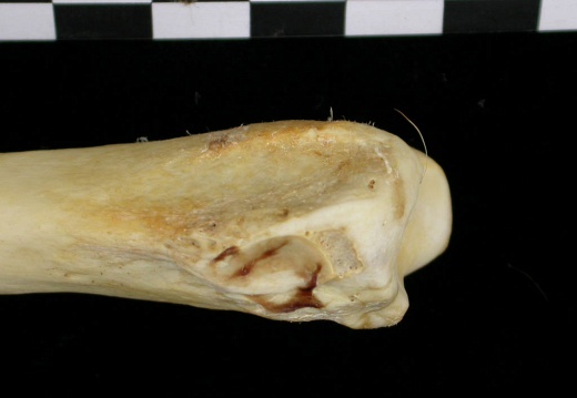 Radius : partie distale (6979 visites) Canis lupus - Adulte - Élément droitCollection : Centre d'Investigation Portugais d'Archéologie, ... Radius : partie distale