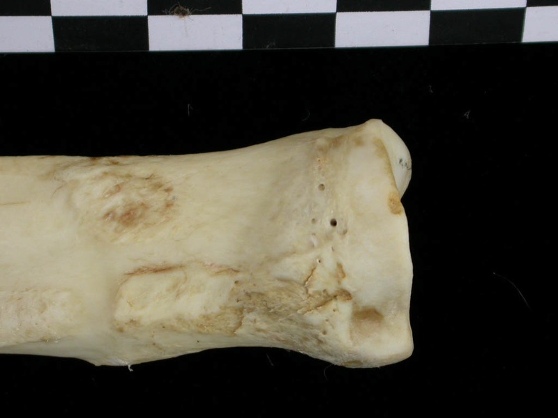 Radius: proximale part (6448 visits) Canis lupus - Adult - Right elementCollection: Portuguese Center of Investigation in Archaeology, L... Radius: proximale part