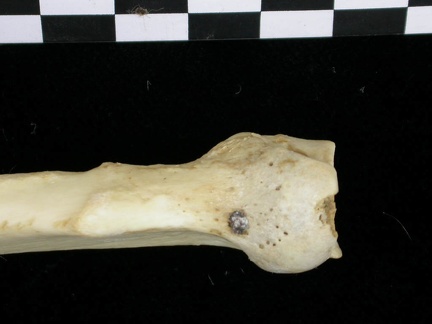 Radius : partie proximale (6519 visites) Canis lupus - Adulte - Élément droitCollection : Centre d'Investigation Portugais d'Archéologie, ... Radius : partie proximale