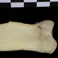 Radius : partie proximale (6688 visites) Canis lupus - Adulte - Élément droitCollection : Centre d'Investigation Portugais d'Archéologie, ... Radius : partie proximale