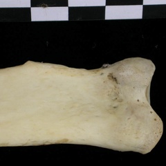 Radius : partie proximale (6388 visites) Canis lupus - Adulte - Élément droitCollection : Centre d'Investigation Portugais d'Archéologie, ... Radius : partie proximale