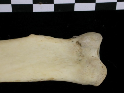 Radius : partie proximale (6386 visites) Canis lupus - Adulte - Élément droitCollection : Centre d'Investigation Portugais d'Archéologie, ... Radius : partie proximale