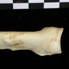 Radius : partie proximale (6475 visites) Canis lupus - Adulte - Élément droitCollection : Centre d'Investigation Portugais d'Archéologie, ... Radius : partie proximale