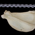 Scapula : vue latérale (7695 visites) Canis lupus - Adulte - Élément droitCollection : Centre d'Investigation Portugais d'Archéologie, ... Scapula : vue latérale