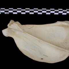 Scapula : vue latérale (7420 visites) Canis lupus - Adulte - Élément droitCollection : Centre d'Investigation Portugais d'Archéologie, ... Scapula : vue latérale