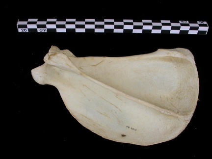 Scapula : vue latérale (7393 visites) Canis lupus - Adulte - Élément droitCollection : Centre d'Investigation Portugais d'Archéologie, ... Scapula : vue latérale