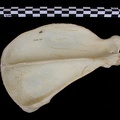 Scapula : vue latérale (7782 visites) Canis lupus - Adulte - Élément droitCollection : Centre d'Investigation Portugais d'Archéologie, ... Scapula : vue latérale