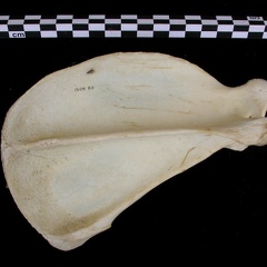 Scapula : vue latérale (7509 visites) Canis lupus - Adulte - Élément droitCollection : Centre d'Investigation Portugais d'Archéologie, ... Scapula : vue latérale