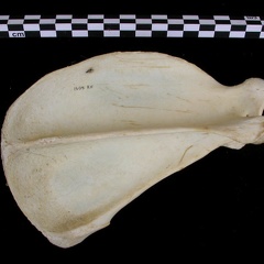 Scapula : vue latérale