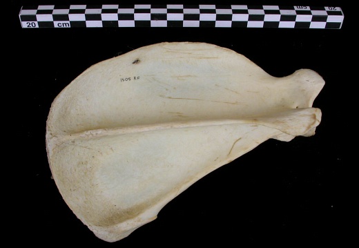 Scapula : vue latérale (7480 visites) Canis lupus - Adulte - Élément droitCollection : Centre d'Investigation Portugais d'Archéologie, ... Scapula : vue latérale