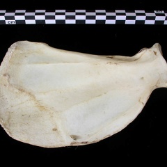 Scapula : vue médiale (7088 visites) Canis lupus - Adulte - Élément droitCollection : Centre d'Investigation Portugais d'Archéologie, ... Scapula : vue médiale
