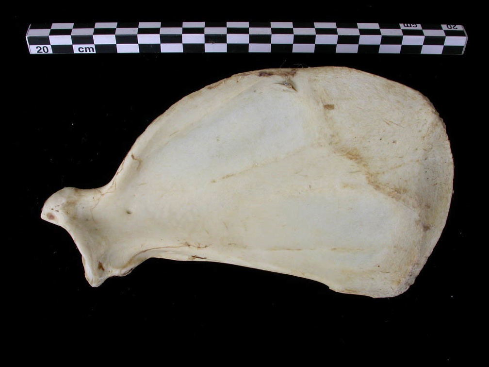 Scapula : vue médiale (7057 visites) Canis lupus - Adulte - Élément droitCollection : Centre d'Investigation Portugais d'Archéologie, ... Scapula : vue médiale