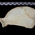 Scapula : vue médiale (7354 visites) Canis lupus - Adulte - Élément droitCollection : Centre d'Investigation Portugais d'Archéologie, ... Scapula : vue médiale