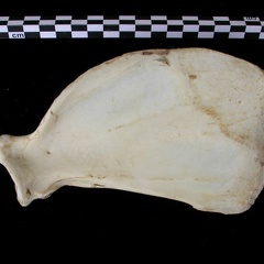 Scapula : vue médiale (7053 visites) Canis lupus - Adulte - Élément droitCollection : Centre d'Investigation Portugais d'Archéologie, ... Scapula : vue médiale