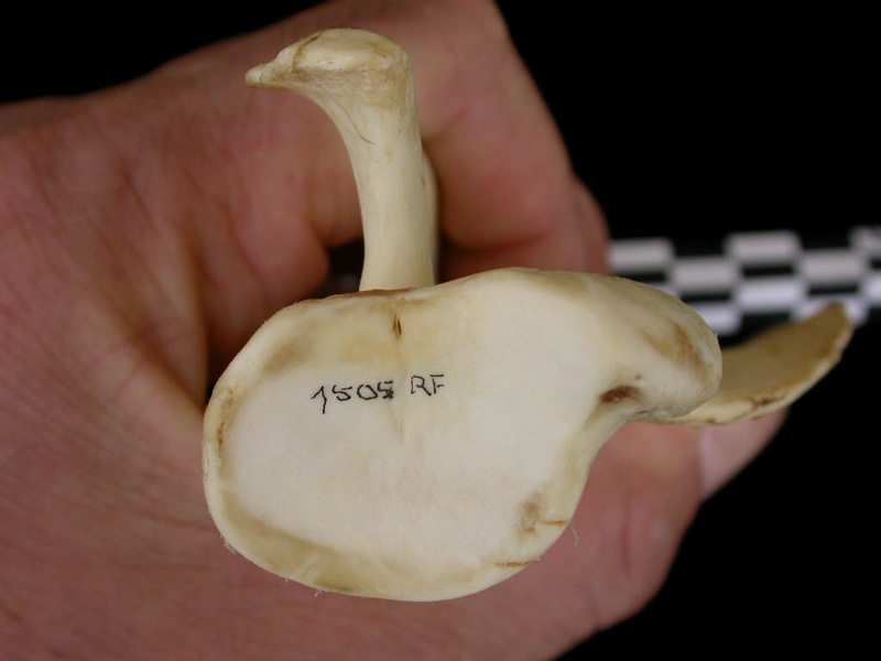 Escápula : vista ventral